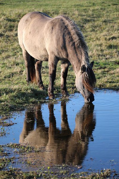Drinking Konik horse by Joy of Light Photography