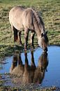 Drinking Konik horse by Joy of Light Photography thumbnail