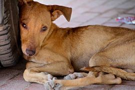 Streunender Hund Panama-Stadt von Liesbeth Vogelzang