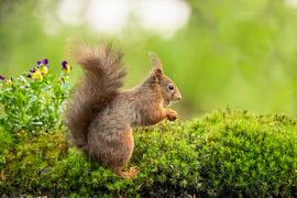 Ecureuil, écureuil roux. Sciurus vulgaris