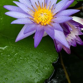 Lotusbloem in Thailand van Dik Wagensveld