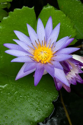 Lotusblume in Thailand