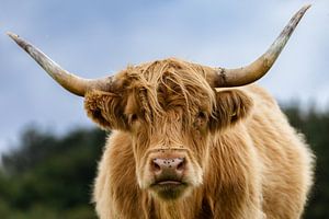 Schottischer Highlander