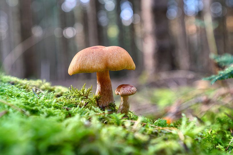 Pat &amp; Patachon von Uwe Ulrich Grün