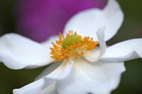 Le cœur de la fleur