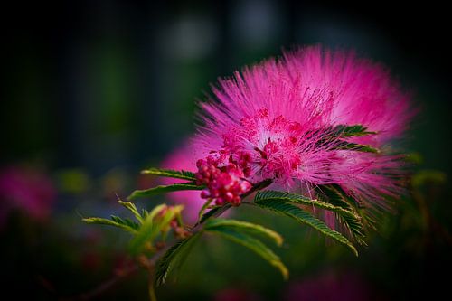 Der persische Schlafbaum
