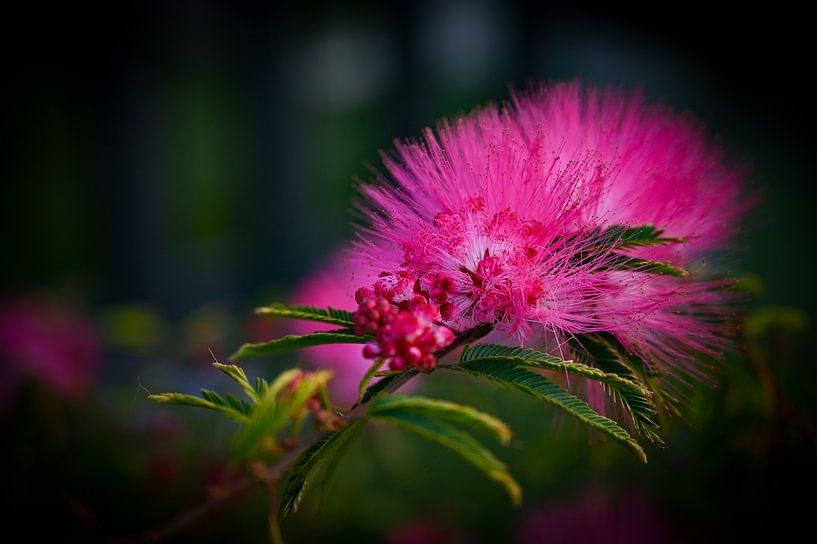 Albizia julibrissin by Theo Groote