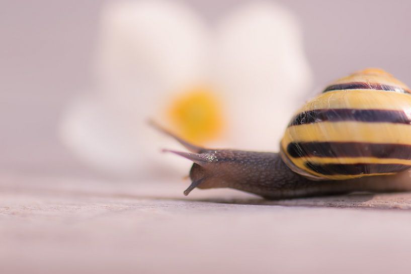 huisjesslak met bloem van Tania Perneel