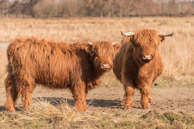 Schotse Hooglanders in de zon van Ans Bastiaanssen