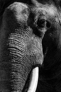 Aziatische olifant met grote witte slagtanden close up portret van Sjoerd van der Wal Fotografie