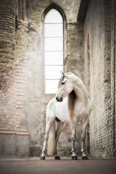 Wit paard in oude kerk | paardenfototgrafie | hengst van Laura Dijkslag