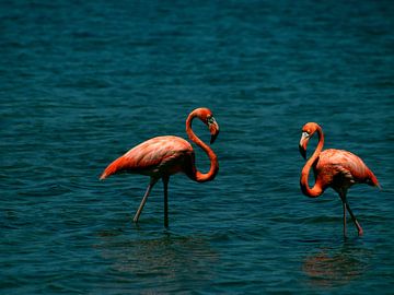 Karibische Flamingos in türkisfarbenem Lagunenwasser von Ines Porada