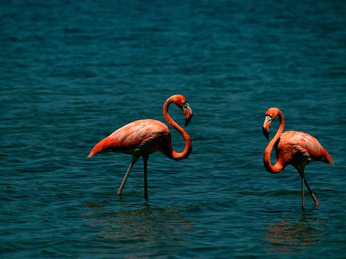 Karibische Flamingos in türkisfarbenem Lagunenwasser