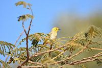 Mangeur de miel à plumes blanches