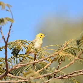 Witpluimhoningeter, White-plumed Honeyeater van Maurits Kuiper