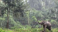 Asian Elephant in the rain in Thailand by Fotojeanique . thumbnail