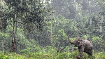 Eléphant d'Asie sous la pluie en Thaïlande