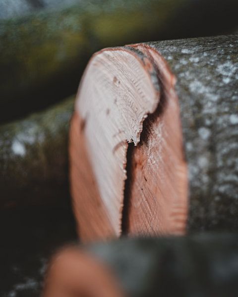 Firewood still life by Pim Haring