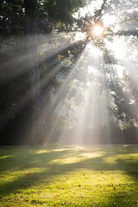Le soleil perce les arbres dans le Wilhelminapark d'Utrecht
