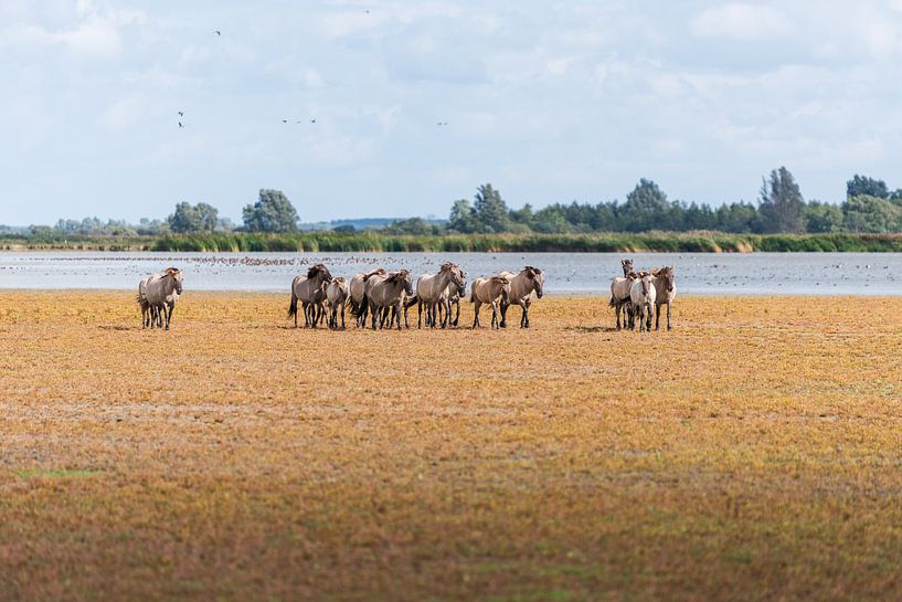 Kudde Konikpaarden van Patrick Verheij