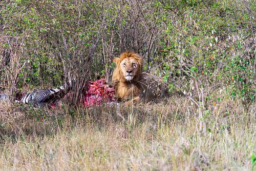 A battered lion devours its prey.
