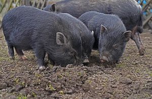 1jährige Minischweine im Garten