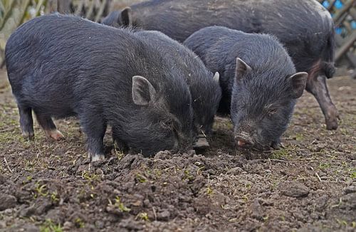 1 jaar oude minivarkens in de tuin