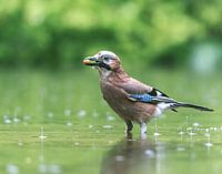 Singing in the rain