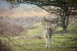 Ree in natuur Friesland van anne droogsma