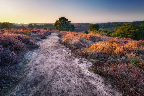 purple landscape by Pim Leijen