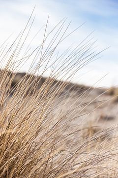 Scherp helmgras in de voorgrond, duinen achterin. van Simone Janssen