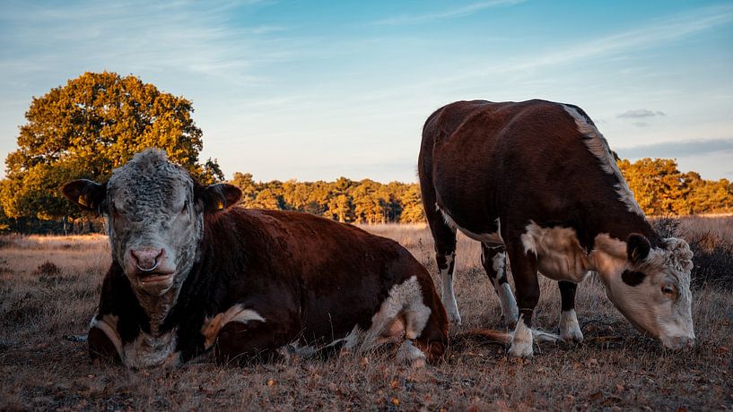 Zwei Rinder in ihrem eigenen Lebensraum. von iwan faber