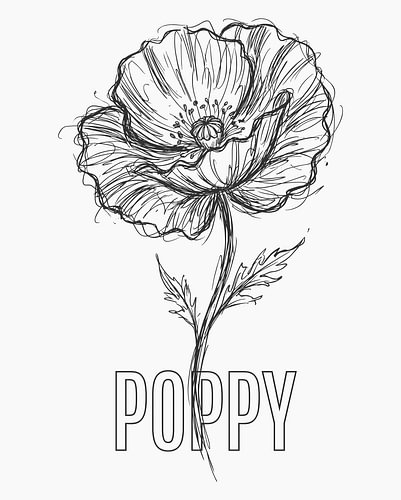 Minimalistische poster met lijntekening van een papaver – witte uitvoering
