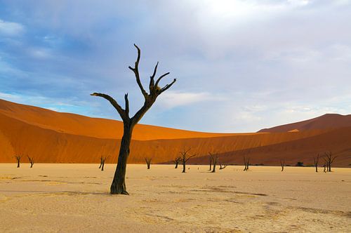 Deadvlei bos