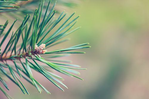 Macro shot from a pine-tree