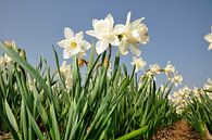 Daffodils with spring von Roelof Foppen Miniaturansicht