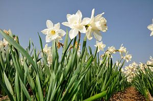 Narcissen in het voorjaar van Roelof Foppen