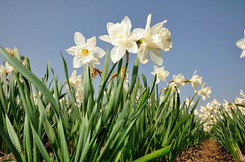Narcissen in het voorjaar