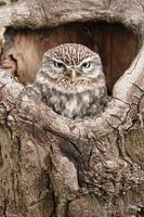 Steenuil (Athene noctua)