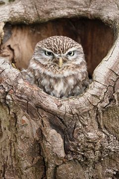 Steenuil (Athene noctua) van Ronald Pol