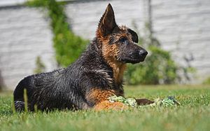 Chien de berger (chiot) couché avec un os à jouer