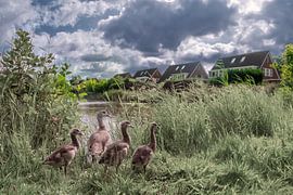 Quartier résidentiel calme avec une famille d'oies du Nil dans l'étang du quartier - La nature en milieu urbain sur Elianne van Turennout