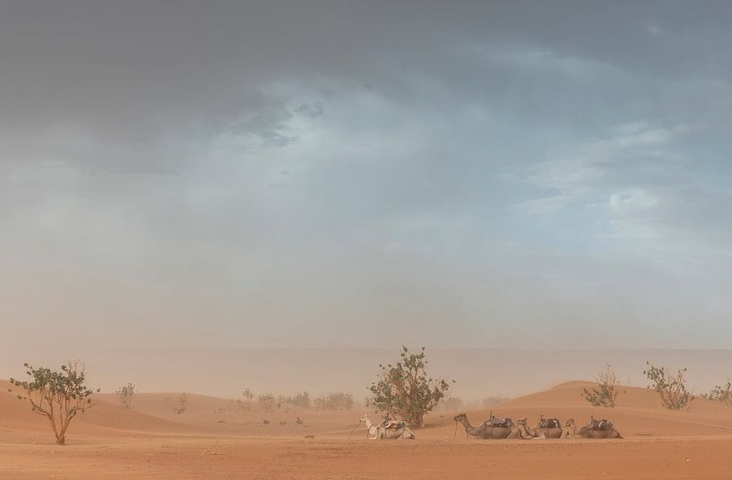 Kamele während eines Sandsturms in der Wüste Sahara (Erg Chegaga - Marokko) von Marcel Kerdijk