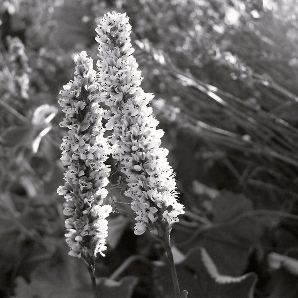 Noir &amp; fleurs de façade blanches par Irene Polak