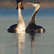 Rene Smits profielfoto