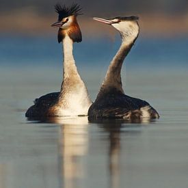 Rene Smits Profile picture