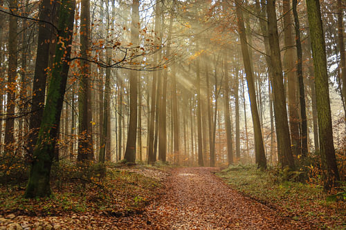 Bospad met mist en zonnestralen op een dag in november bij Stockach