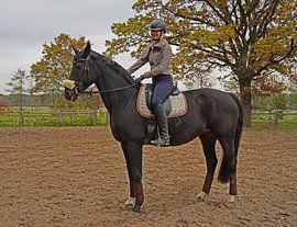Training with the Bayer black horse Baveria on a riding arena in autumn