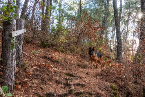 German Sherperd van Annemieke Linders