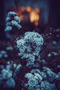 surreale blaue Farbe Rosen mit Wohnzimmer Licht im Hintergrund